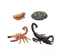 Luwecf 2 Figurines Du Cycle de Vie Du Scorpion, Ensemble Du Cycle de Vie Des Animaux, Jouet Cognitif, Accessoire D'apprentissage, Jouet éducatif Réaliste Pou