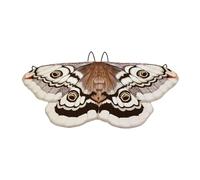 Luwecf Cape Papillon Halloween Costume Papillon Cape Festival Accessoire Cosplay Non-tissé Doux pour Représentations Fêtes Photographier Carnavals Anniversai, Café 145cm