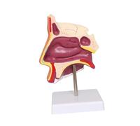 Luwecf Étude de Démonstration Du Modèle de Cavité Nasale Humaine Supply