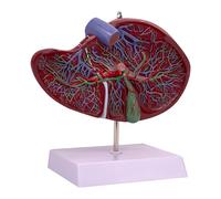 Luwecf Modèle de vaisseau de réplique de foie humain présentant un modèle d'anatomie d'organe interne pour l'apprentissage