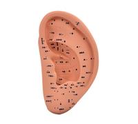 Luwecf Modèle D'Oreille Anatomique Modèle D'Acupoints Auriculaires Simulation Oreille Appareil En PVC Destiné à L'Étude Scolaire Pratique, 22cm