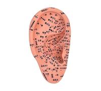 Luwecf Modèle D'Oreille Anatomique Modèle D'Acupoints Auriculaires Simulation Oreille Appareil En PVC Destiné à L'Étude Scolaire Pratique, 16cm