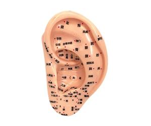 Luwecf Modèle D'Oreille Anatomique Modèle D'Acupoints Auriculaires Simulation Oreille Appareil En PVC Destiné à L'Étude Scolaire Pratique, 13cm