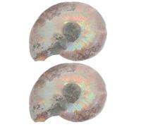 Luxshiny 2 Pièces Spécimen Pédagogique Fossile D’ammonite, Modèle D’ammonite à Vocation Pédagogique, Tranche Fossile Naturelle, Forme Organique, pour Maison et Bureau