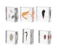 Luxshiny Collection de 6 Spécimens Marins en Résine Acrylique pour Éducation Scientifique Primaire, Coquillages et Animaux Marins Réalistes, Portable et Adapté aux Activités Éducatives