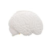 Luxshiny Modèle Anatomique Cerveau Réaliste Démontable Parties avec Base pour Enseignement Médical et Recherche Scientifique