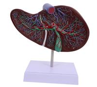 Luxshiny Modèle Anatomique du Foie Éducation Médicale Détails Réalistes pour L'Enseignement Physiologie avec Base