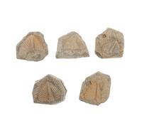 Luxshiny Spécimens de Trilobites Authentiques 5 Pièces, Échantillons Pédagogiques Naturels pour Collection et Enseignement, Fossiles Marins Anciens Formes Aléatoires, Outil Éducatif