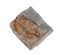 Luxshiny Trilobites Véritables en Pierre Naturelle Spécimens Fossiles Anciens pour Collection et Projets Pédagogiques en Biologie et Géologie