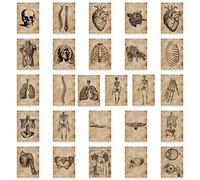 Luxylei 56 Pièces Anatomie Physiologie Structure du Corps Autocollants Squelette Décalcomanies Chambre Décoration Médicale Autocollant Vintage