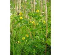 Luzerne lupuline (Medicago lupulina) 10 kg semences enrobées, luzerne lupuline
