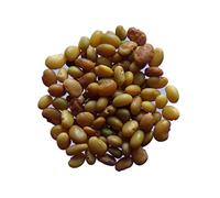 Luzerne Lupuline - Medicago Lupulina (Engrais Vert) SEM05