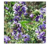 Luzerne (Medicago sativo) - 2.500.000 graines de luzerne (5 kg) - Plante mellifère engrais vert - Améliore la qualité du sol - Fixateur naturel d'azote