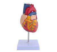 LVCHEN Modèle de cœur humain en 2 parties - Taille réelle - Anatomiquement précis - Modèle médical - Modèle cardiaque anatomique - Pour salle de e science et étude de cardiologie
