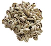 Lvory Lot de 100 perles ovales en coquillage de cauris naturel africain pour la fabrication de bijoux et de cheveux pour les loisirs créatifs, les loisirs créatifs, la fabrication de bijoux