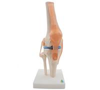 Lwaviwer Modèle anatomique de squelette d'articulation du genou humain Modèle d'enseignement avec ligaments Taille réelle