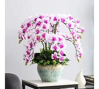 LXYAYY Fleurs artificielles décoratives artificielles au toucher réaliste, arrangements de fleurs d'orchidée en latex, pot de floriculture phalaenopsis bonsaï (couleur : blanc violet, taille : L)