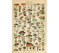 LYBSSG Puzzles éducatifs botaniques, Champignons Champignons Puzzle en Bois Adulte de 1000 pièces, Jouet de Chambre d'enfants de crèche