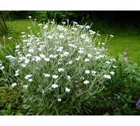 Lychnis coronaria Alba - Coquelourde des jardins blanche