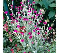 Lychnis coronaria - Coquelourde des Jardins,Silène coronaire