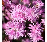 Lychnis Petite Jenny - vivace fleurie robuste pour jardin | Lychnis prêt à planter, idéal pots et massifs