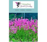 Lychnis viscaria - Attrape-mouches, vivace