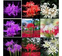 Lycoris radiata/Bellissime piante di decorazione del parco-10 bulbi