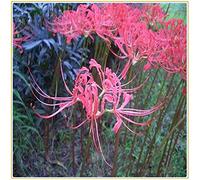 Lycoris radiata/Bellissime piante di decorazione del parco-28 bulbi,B