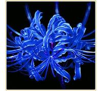 Lycoris radiata/Bellissime piante di decorazione del parco-4bulbi