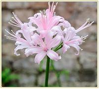 Lycoris radiata/Bellissime piante di decorazione del parco-5 bulbi,A