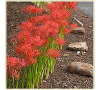 Lycoris radiata/Bellissime piante di decorazione del parco-6bulbi
