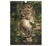 Lynx, Version française (Calendrier mural 2026 DIN A4 portrait), Calendrier CALVENDO mensuel