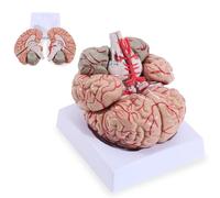 LYOU Modèle de cerveau humain grandeur nature en 8 parties, modèle de cerveau pour les neurosciences, artères à code couleur, modèle d'enseignement anatomique du cerveau pour l'étude de la science