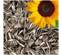 Lyra Pet® 25 kg de Graines de Tournesol Rayées | Nourriture pour Oiseaux Sauvages été & Hiver | Toute l'Année | Poudre Riche en Huile | Becs Forts & Sains