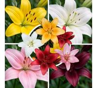 Lys asiatique, 15 bulbes en mélange de 5 variétés, rustiques, de Hollande | Couleurs vives de juin à août, plante vivace au soleil ou à mi-ombre, pour massif, balcon, bac ou bouquet