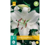 Lys Casa Blanca (2 pièces) | Oignons de lys de Jub Holland