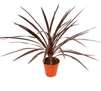 Lys club rouge - Cordyline australis "Red Star" - pot 12cm - hauteur 50cm environ