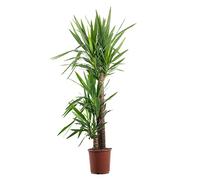 Lys de palmier à 3 branches - Véritable plante d'intérieur Yucca Elephantipes Palme 90/45/20 - Hauteur env. 135 cm, diamètre du pot 24 cm