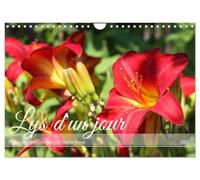Lys d'un jour (Calendrier mural 2027 DIN A4 vertical), CALVENDO calendrier mensuel: Une fleur d'été à la floraison inlassable