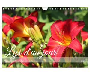 Lys d'un jour (Calendrier mural 2027 DIN A4 vertical), CALVENDO calendrier mensuel: Une fleur d'été à la floraison inlassable