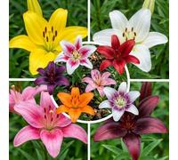 Lys en mélange, 50 bulbes calibre 14/16 à planter, rustiques, de Hollande | Coloris et hauteurs variés, plusieurs fleurs parfumées par tige en juillet-août, au soleil ou à mi-ombre, en massif ou bac