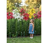 Lys géant, 15 bulbes calibre 14/16 en mélange de 5 variétés, de Hollande | 3 par coloris, grandes fleurs parfumées surtout le soir en juillet-août, rustique au soleil ou à mi-ombre, en massif ou bac