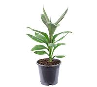 Lys géant : véritable plante d'intérieur, Cordyline « Glauca », hauteur : environ 40 cm, diamètre du pot : 12 cm