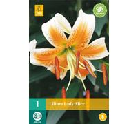 Lys Lady Alice (1 pièce) | Oignons de lis de Jub Holland