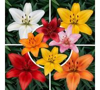 Lys Matrix, 15 bulbes en mélange de 5 variétés, de Hollande | 3 par coloris, floraison de juin à août, vivace rustique au soleil ou à mi-ombre, en massif, pot ou sur le balcon