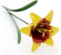 Lys - Simple Jaune