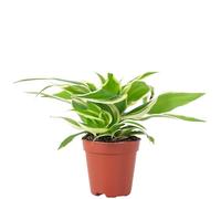 Lys vert 'Ocean' Smit Bambino - Plante d'intérieur facile à nettoyer Chlorophytum Ocean - Hauteur env. 15 cm, diamètre du pot 5,5 cm