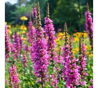 Lythrum salicaria 'Robert' - Une salicaire vivace et rustique