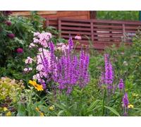 Lythrum salicaria - Salicaire - violet