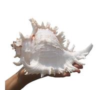 LYVQZPWLRMélange de Coquillages Marins, Coquillages Coquillages Conques Grands Coquillages naturels 5,5 à 8 Pouces Parfait(F)